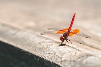 Setting up a local Mosquitto server using Docker for MQTT Communication